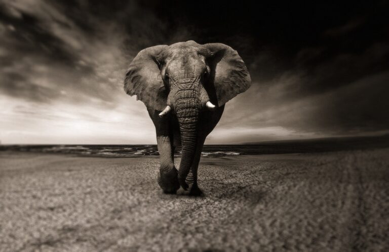 elephant, black-and-white, nature-2870777.jpg